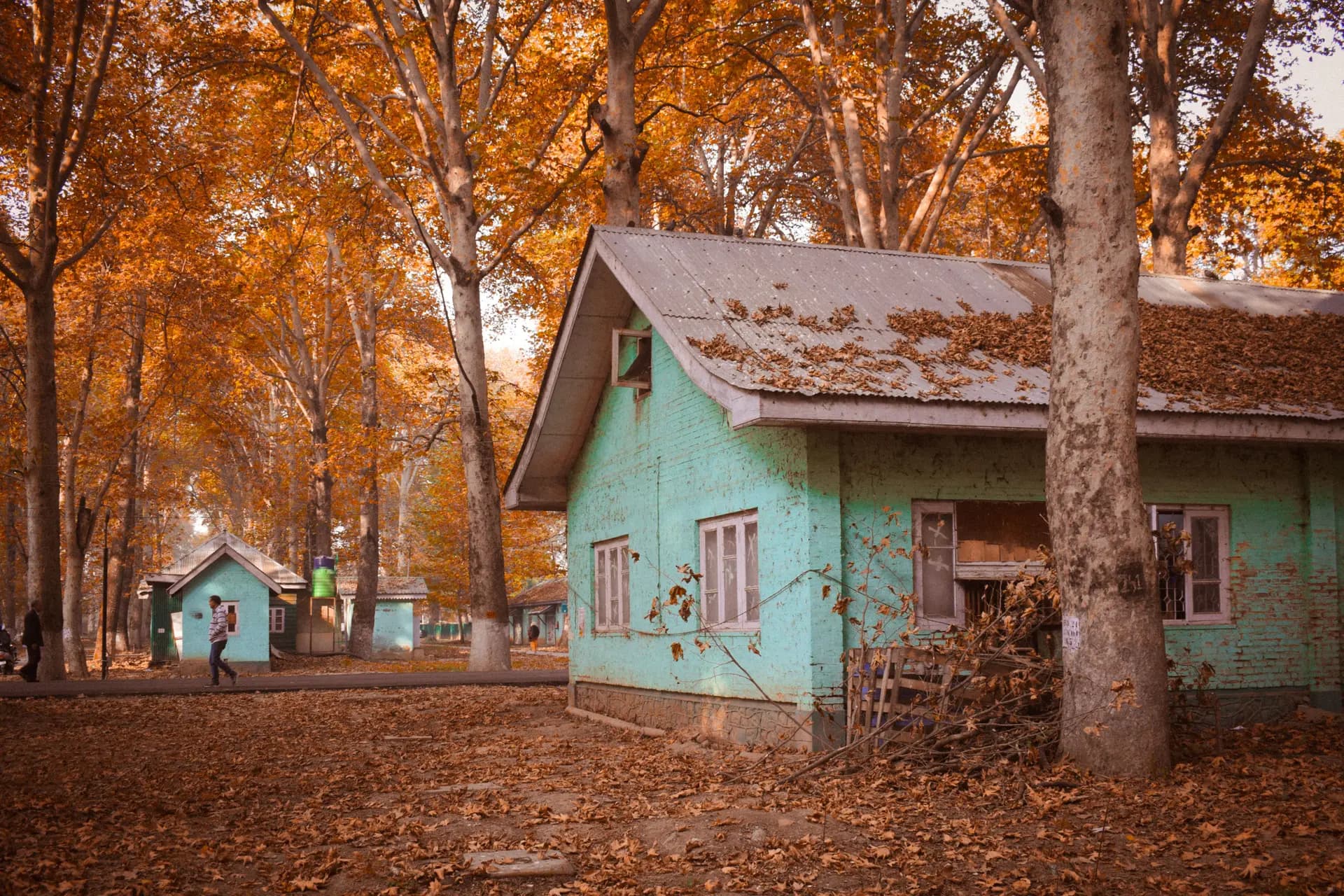 Autumn in Kashmir — The chinars catch fire.